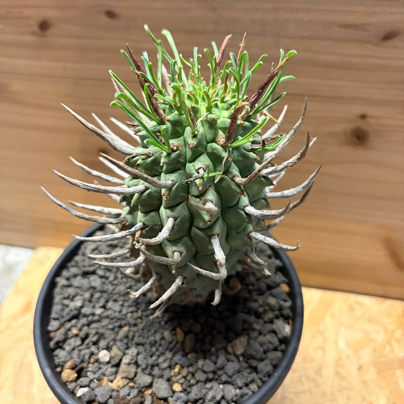 ユーフォルビア スコエンランディ 闘牛角 | GREEN LUCK