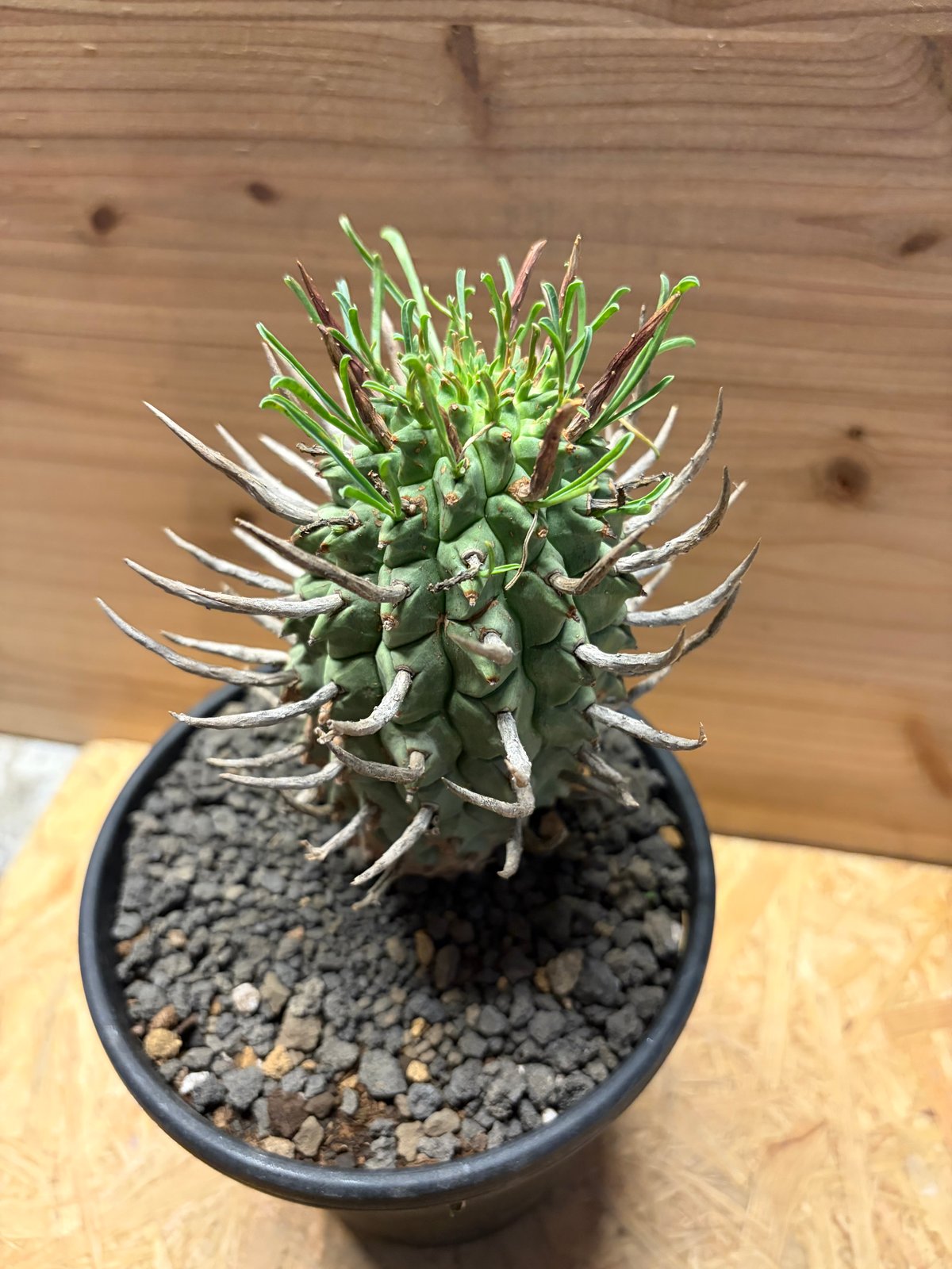 ユーフォルビア スコエンランディ 闘牛角 | GREEN LUCK