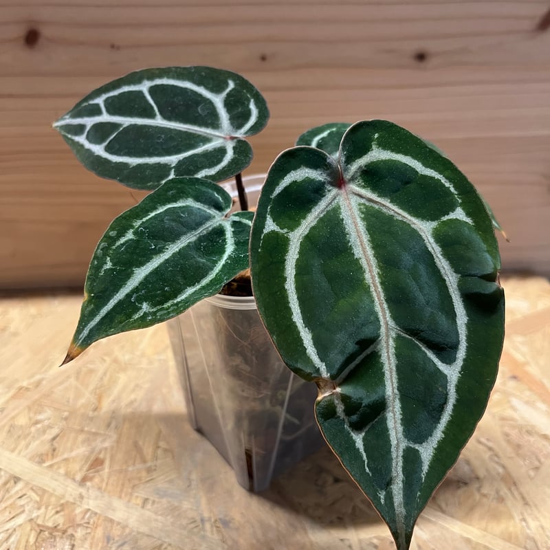 Anthurium Docblock 'Scarlet' S1 スカーレット MonsteraX Marketplace | Anthurium docblock 'scarlet' x self