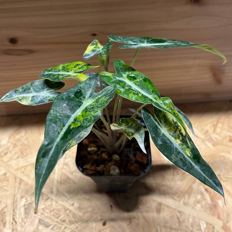 アロカシアアマゾニカ 楽天市場】アロカシア アマゾニカ 2.5号 幼苗 ネガミエル Alocasia