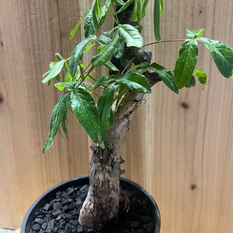 コミフォラ ミルドブラエディ 美株 検）パキプス グラキリス