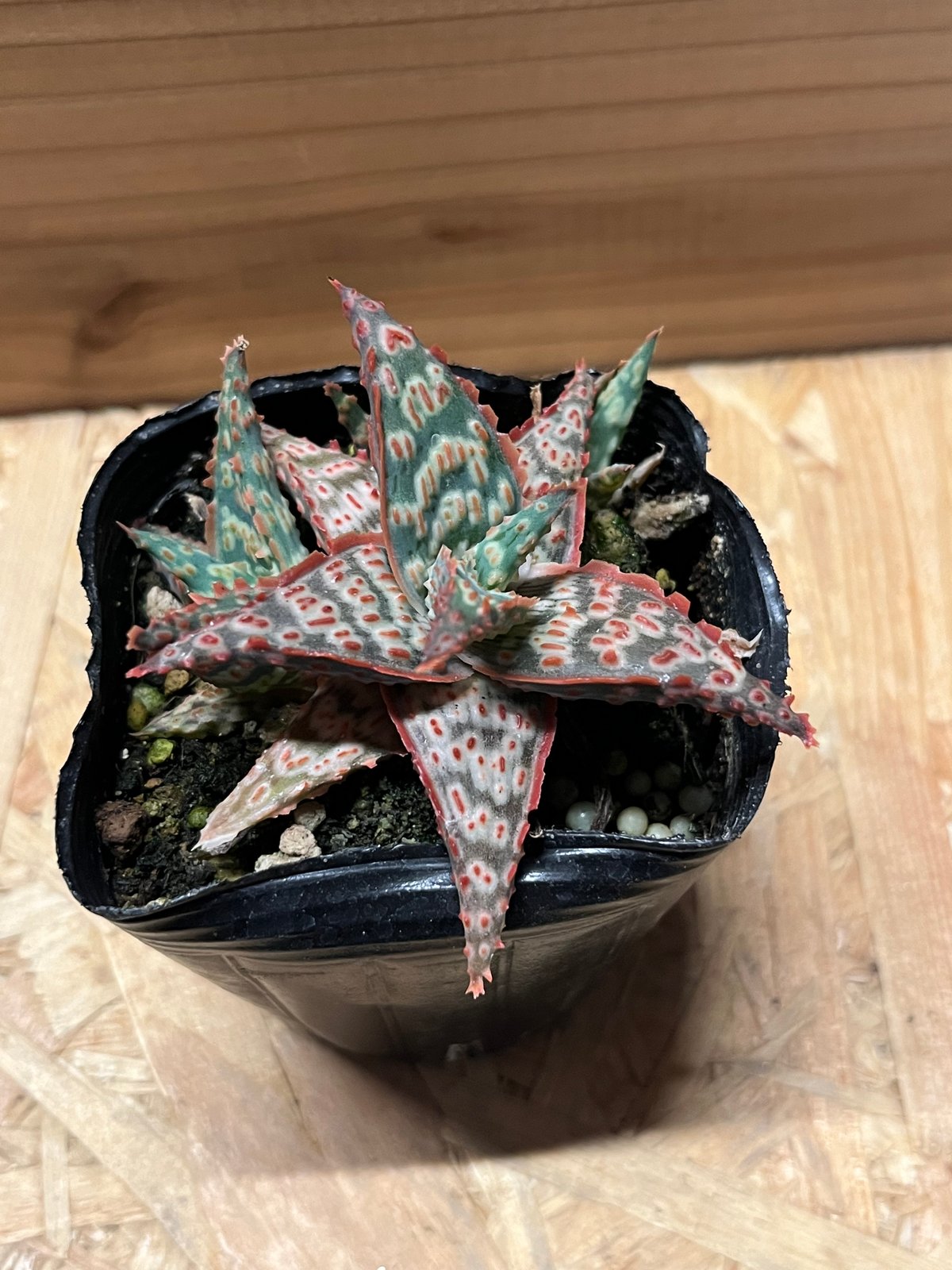 アロエ ピンクブラッシュ | GREEN LUCK