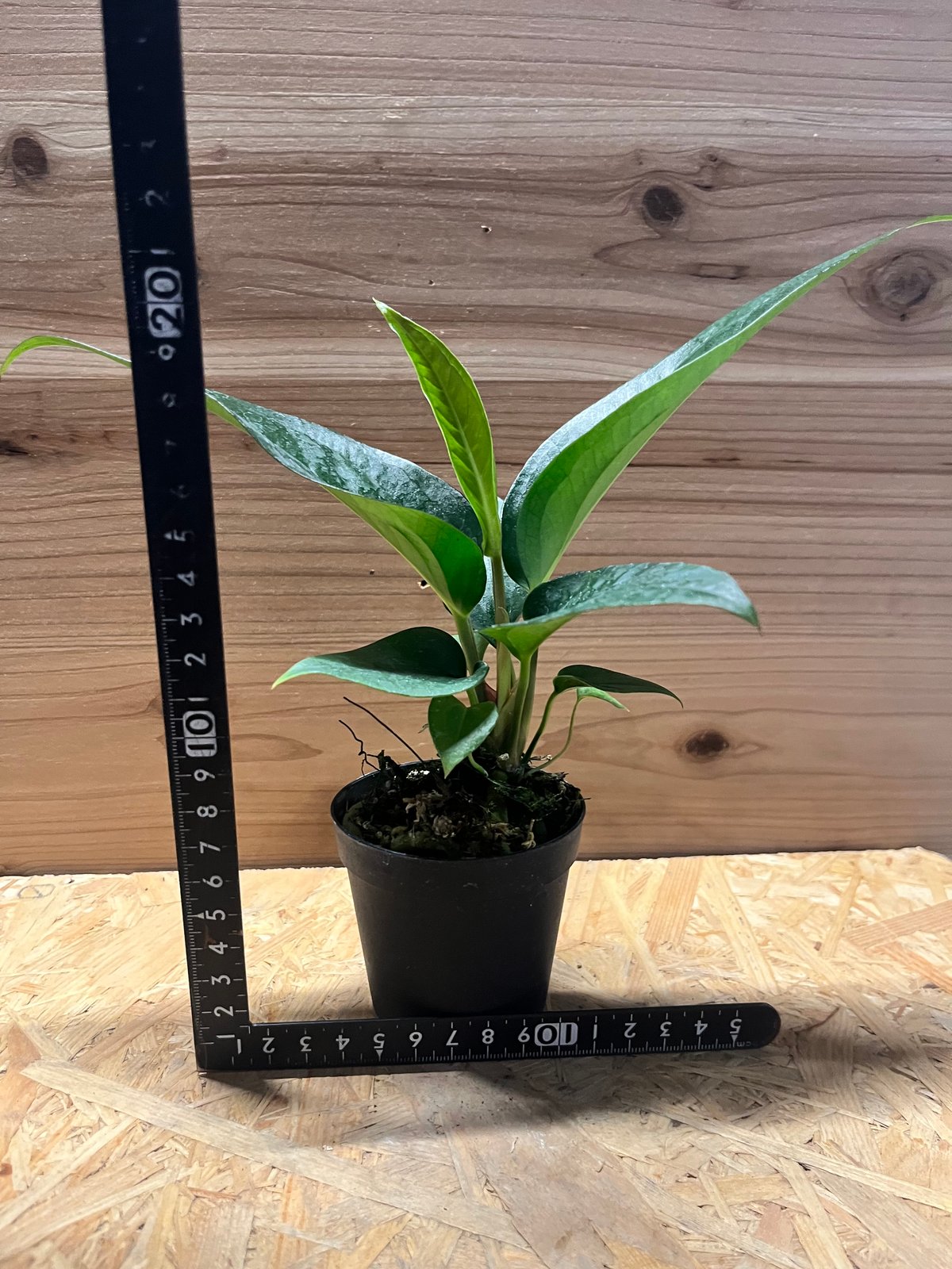 アンスリウムコンプリート アンスリウム ベイチー | GREEN LUCK