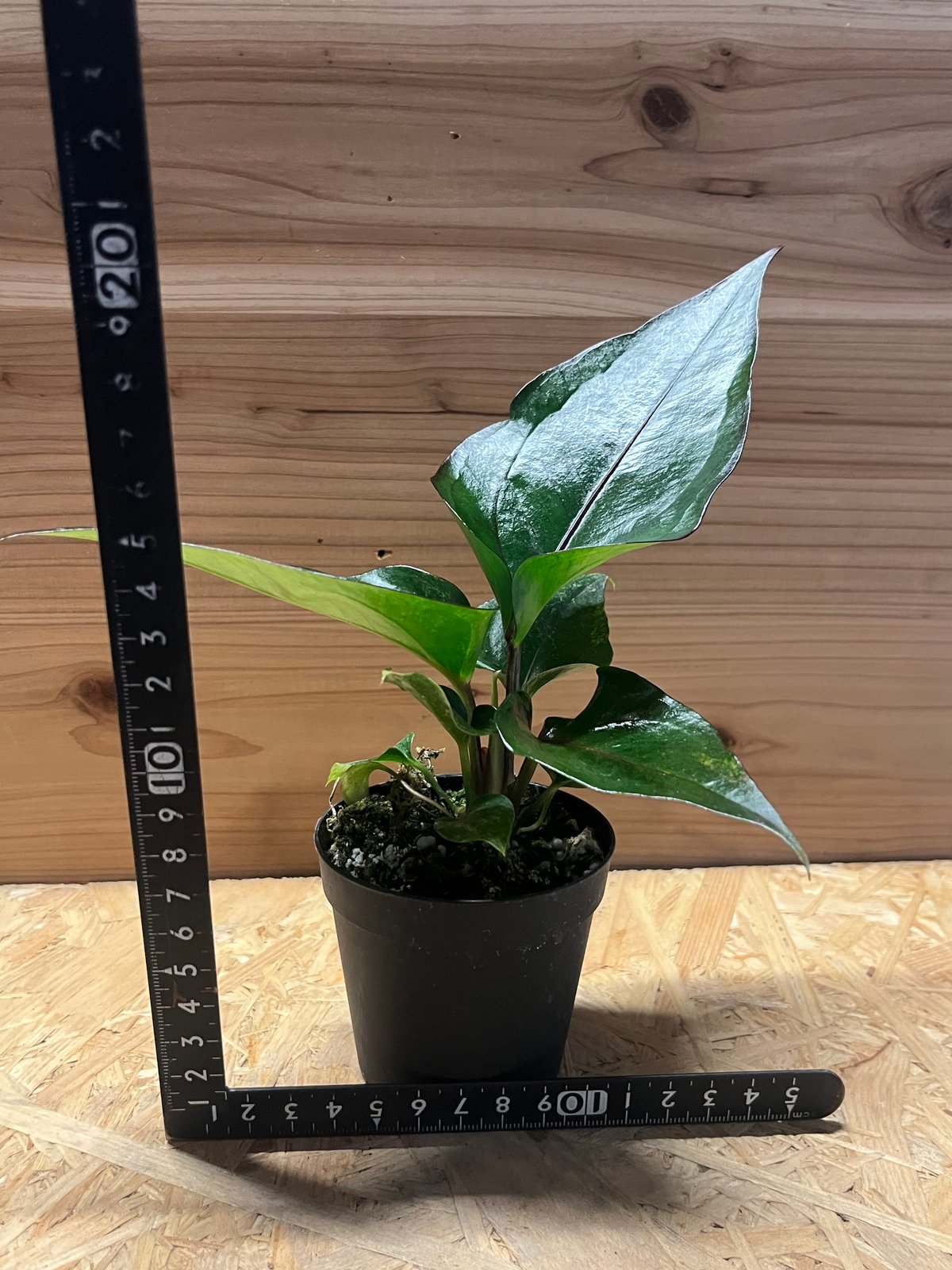 アンスリウム フーケリー 'ブラックドラゴン' | GREEN LUCK