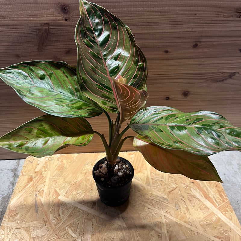 アグラオネマ レッドアーミー | GREEN LUCK