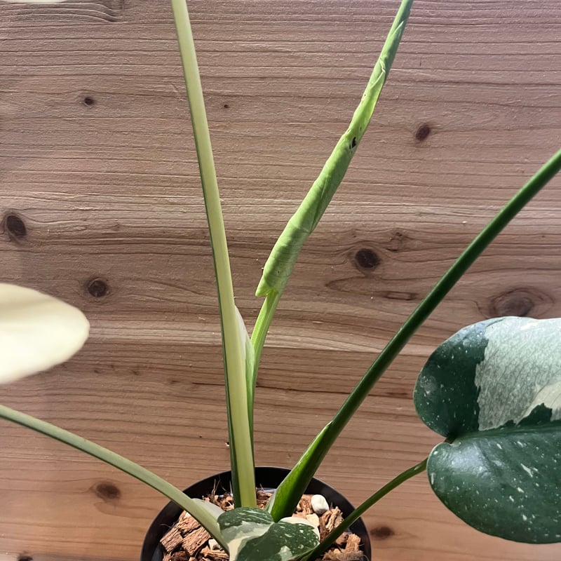 モンステラ デリシオーサ タイコンステレーション | GREEN LUCK