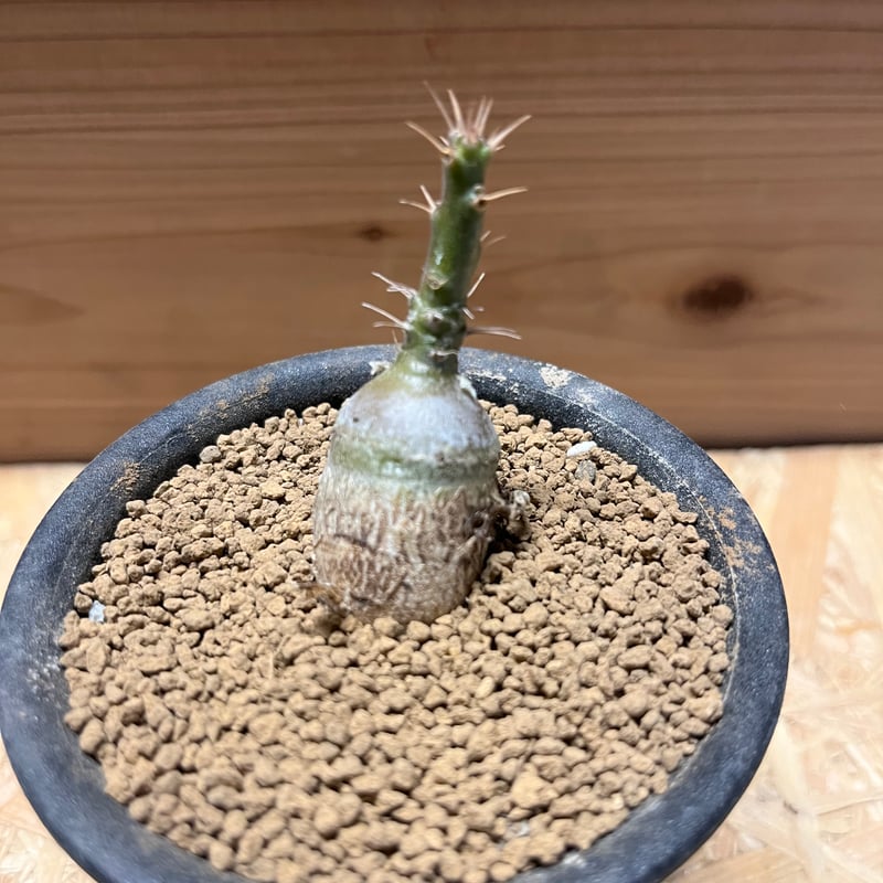 パキポディウム サキュレンタム | GREEN LUCK