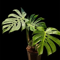 エクメア オーランディアナ スノーフレーク | GREEN LUCK