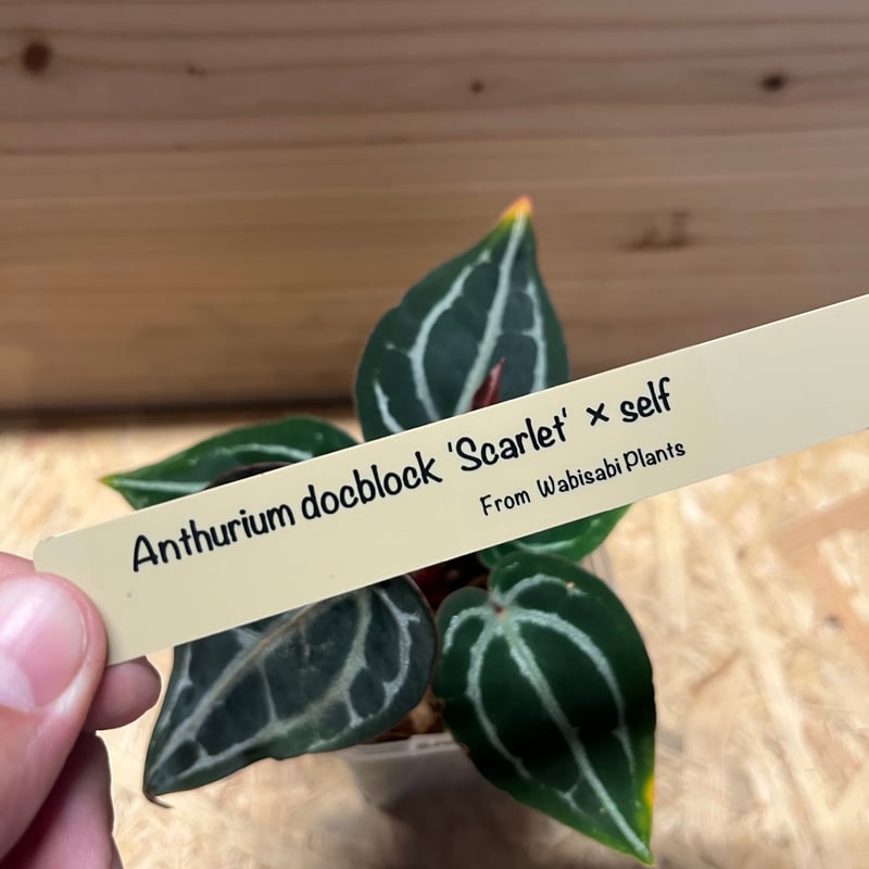 Anthurium Docblock 'Scarlet' S1 スカーレット Anthurium Docblock 'Scarlet' S1 スカーレット