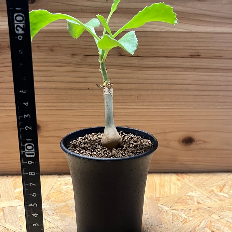 キフォステンマ ユター | GREEN LUCK