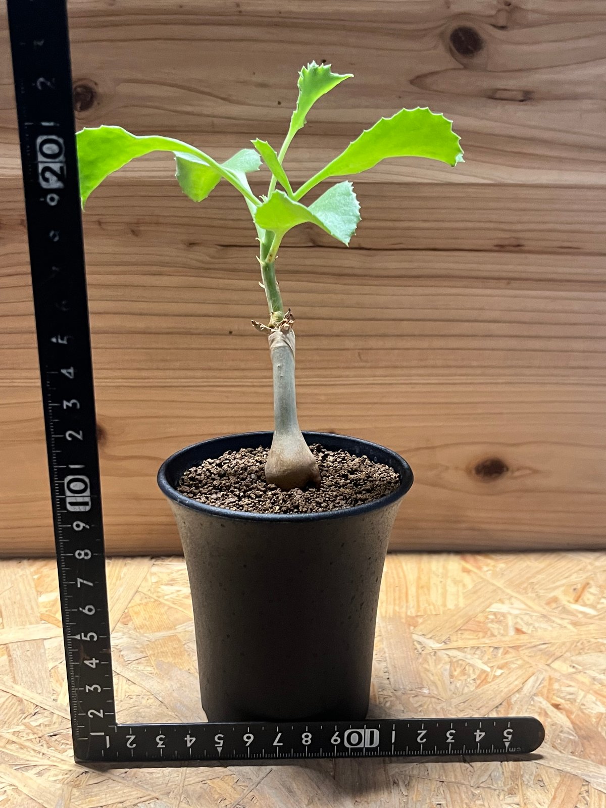 キフォステンマ ユター | GREEN LUCK