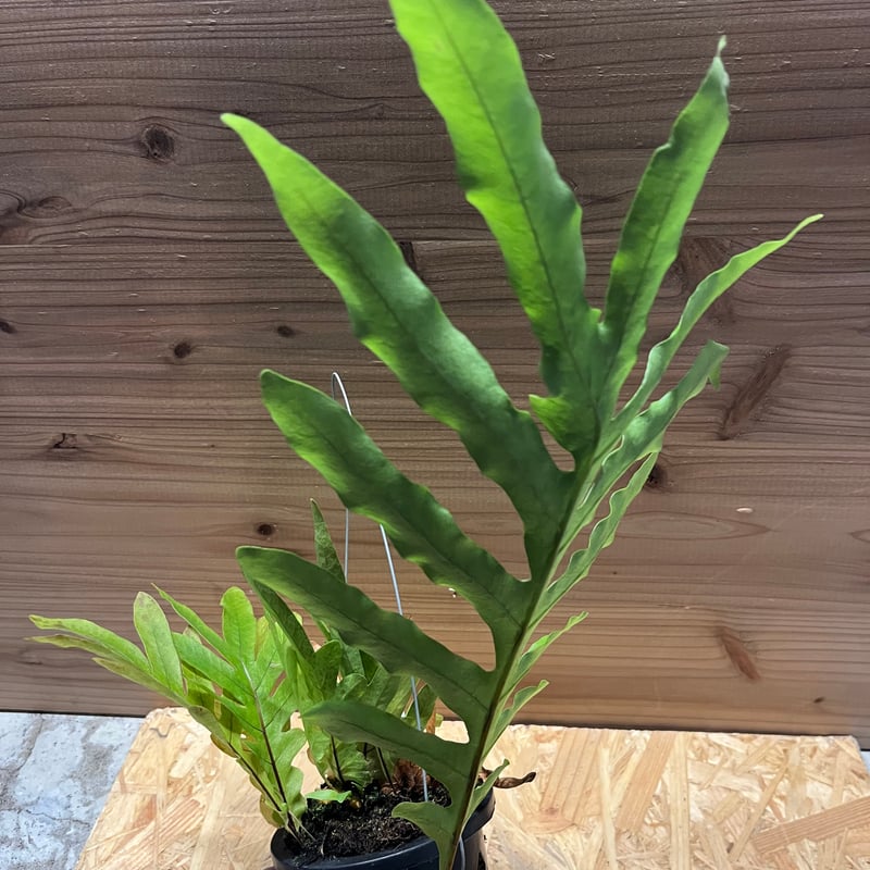 アグラオモルファ （ドリナリア）プレウリディオイデス | GREEN LUCK