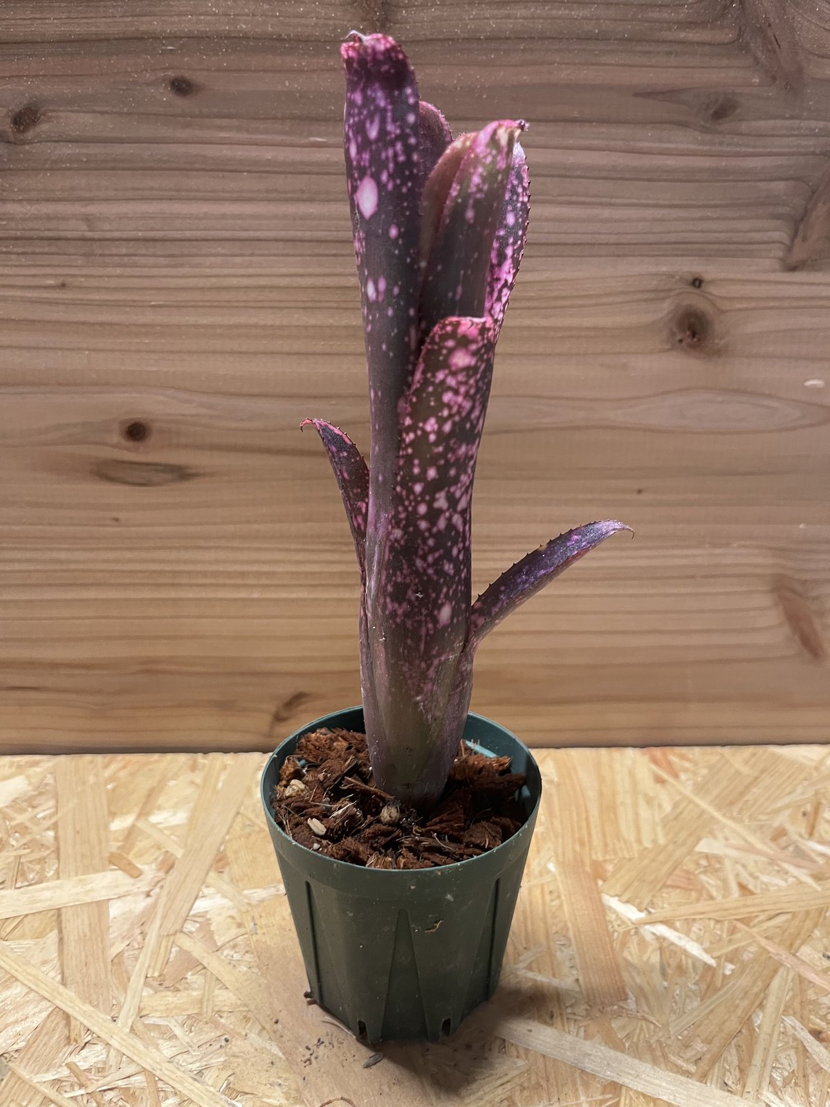 ビルベルギア スモークスタック | GREEN LUCK