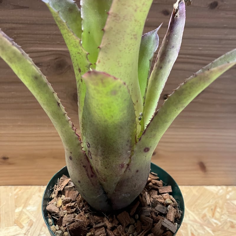 ホヘンベルギア パープルマジェスティー | GREEN LUCK