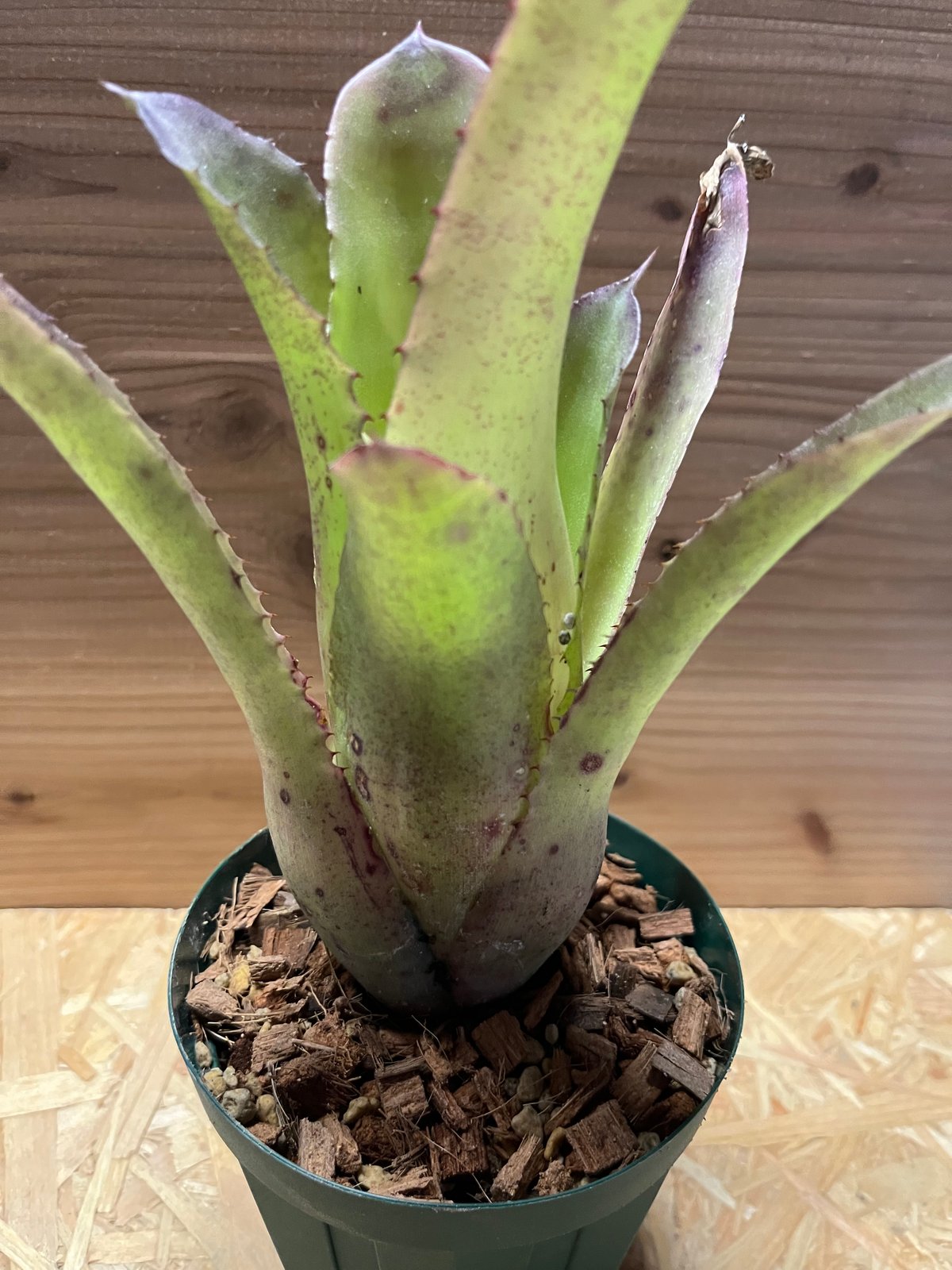 ホヘンベルギア パープルマジェスティー | GREEN LUCK