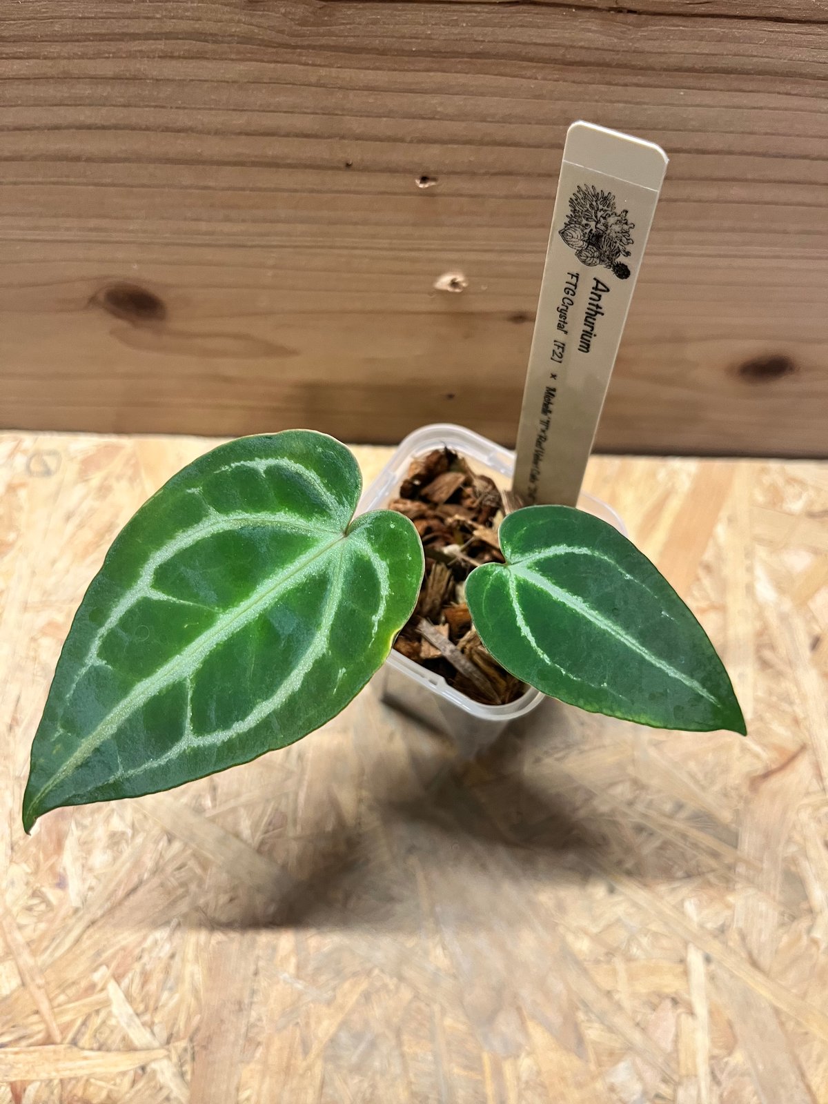 アンスリウム FTG S2 アンスリウム FTGクリスタル× ミシェル×レッドベルベットケーキ