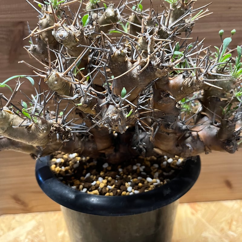 オトンナ ユーフォルビオイデス トリプリネルビア 10本セット① オトンナ ユーフォルビオイデス（実生）① | hanayoshi-botanical