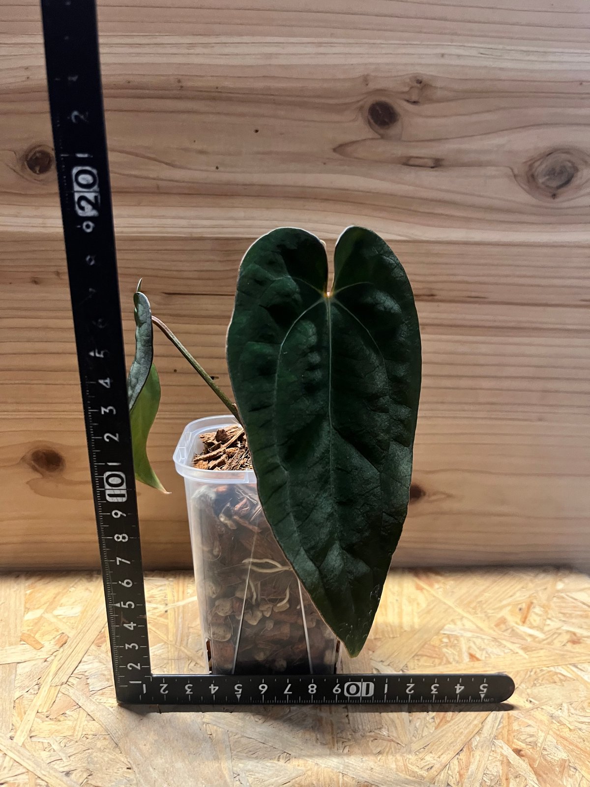 ガラクーシア　アンスリウム　AOS 選抜株 ガラクーシア アンスリウム AOS 選抜株 ガラクーシア様専用