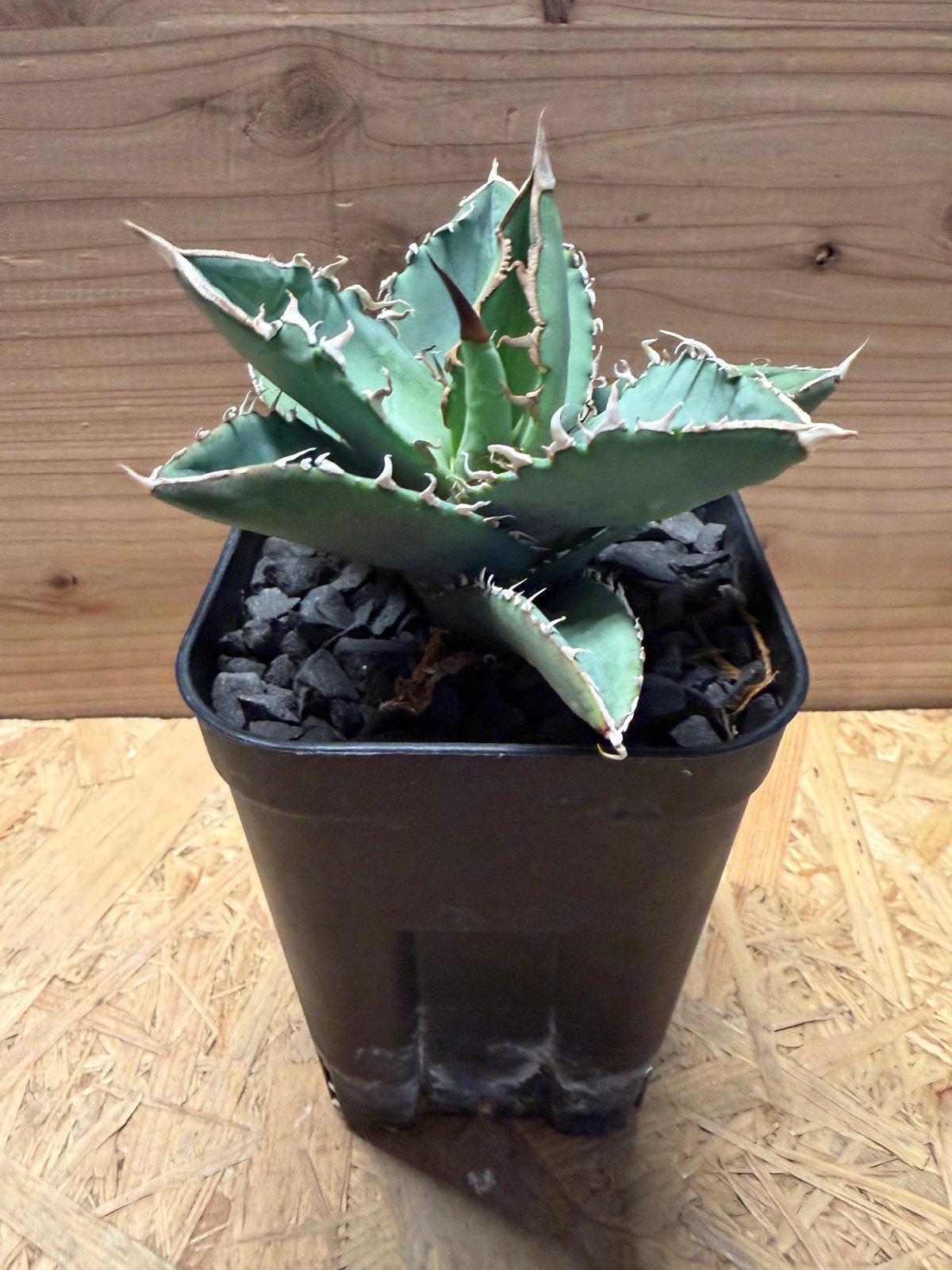 アガベ チタノタ オテロイ オアハカ実生 | GREEN LUCK