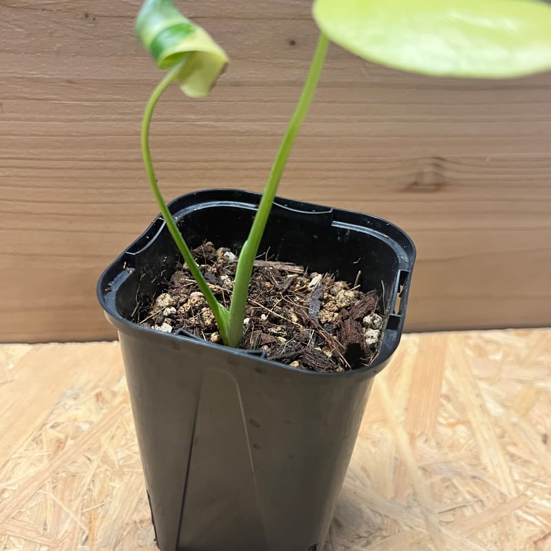 モンステラ デリシオーサ イエローマリリン | GREEN LUCK