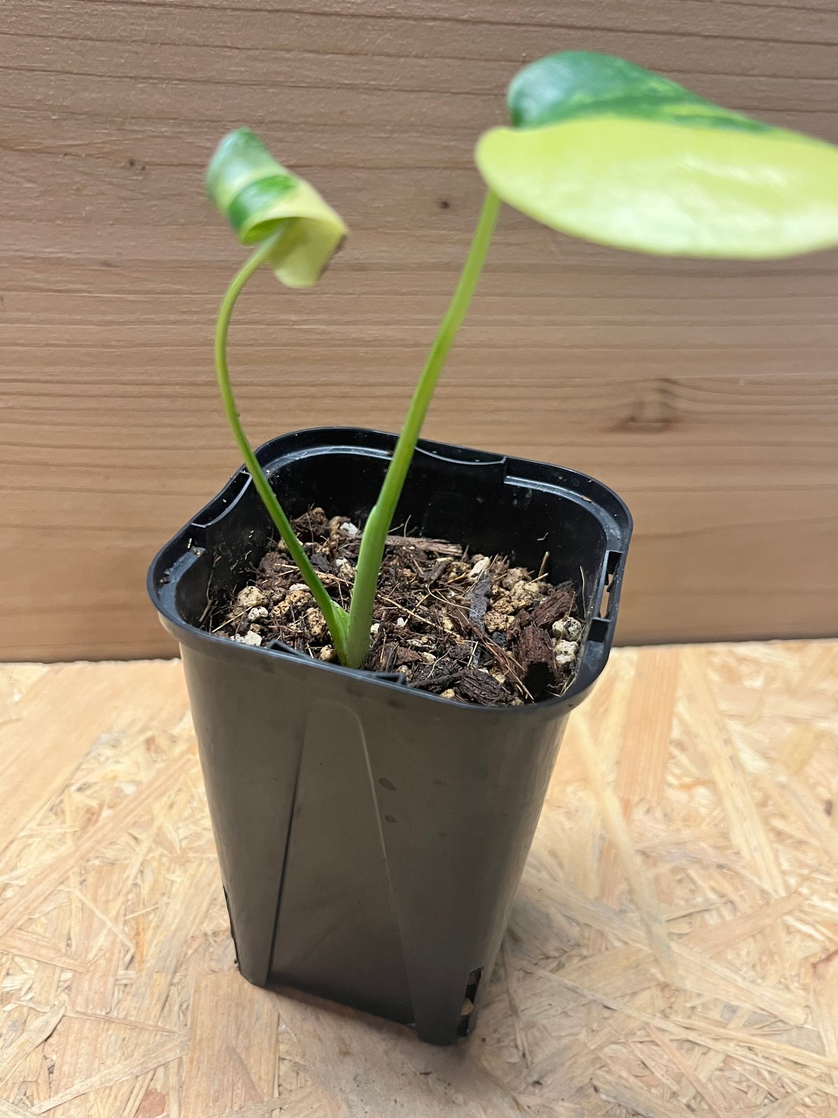 モンステラ デリシオーサ イエローマリリン | GREEN LUCK