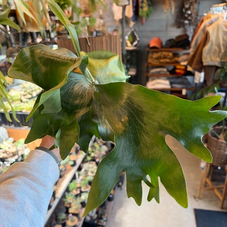 ビカクシダヒリー | STORES