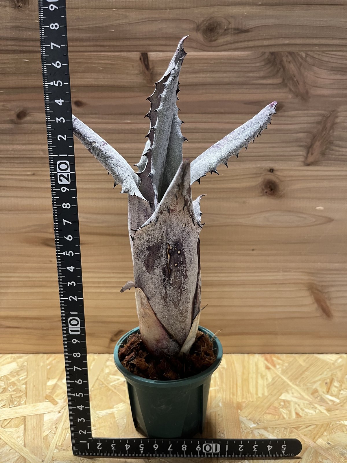 ホヘンベルギア sp.Leme #2203 | GREEN LUCK