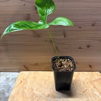 アンスリウム ペルティゲラム | GREEN LUCK