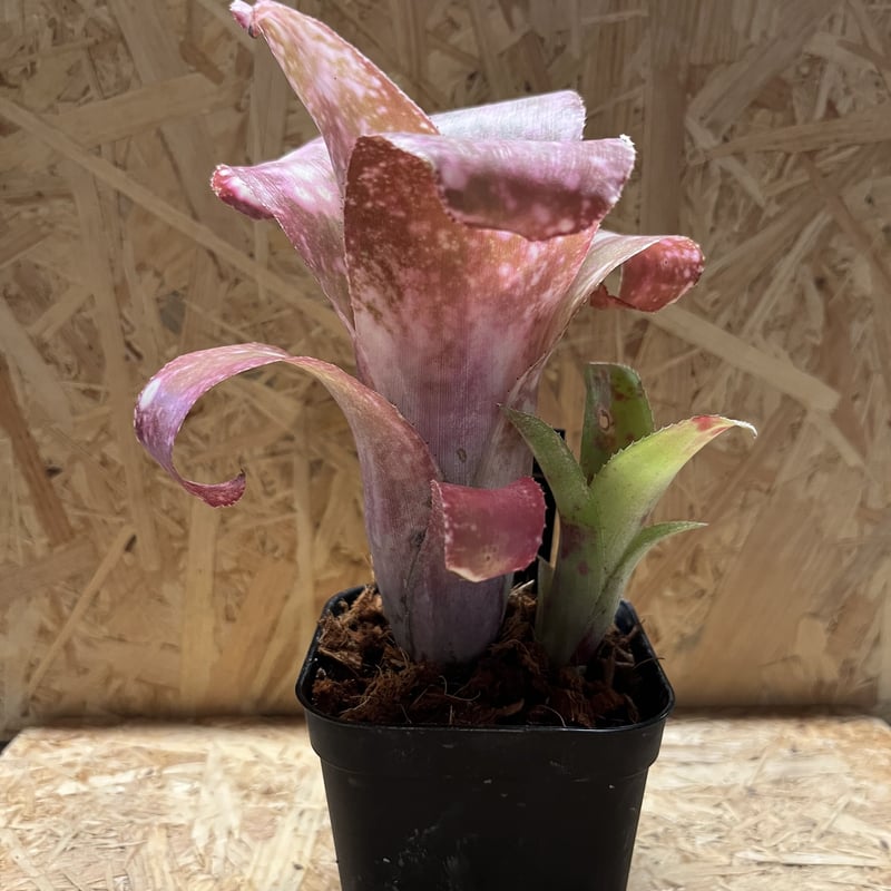 ビルベルギア ピンクシャンパン | GREEN LUCK