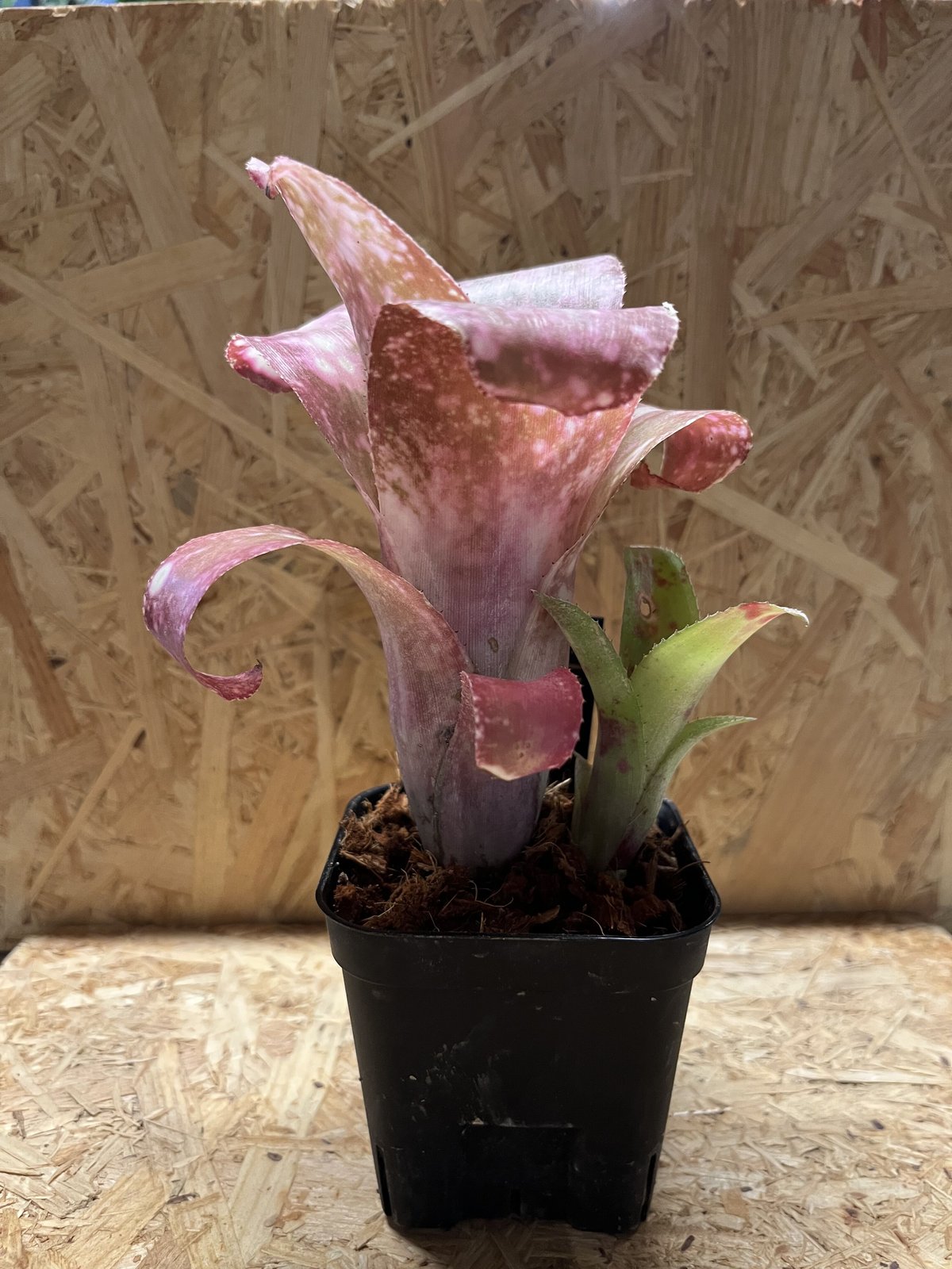 ビルベルギア ピンクシャンパン | GREEN LUCK