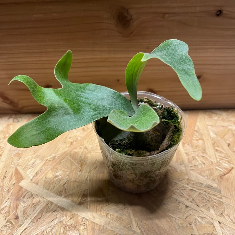 ビカクシダ ヒリー マグニフィセント | GREEN LUCK