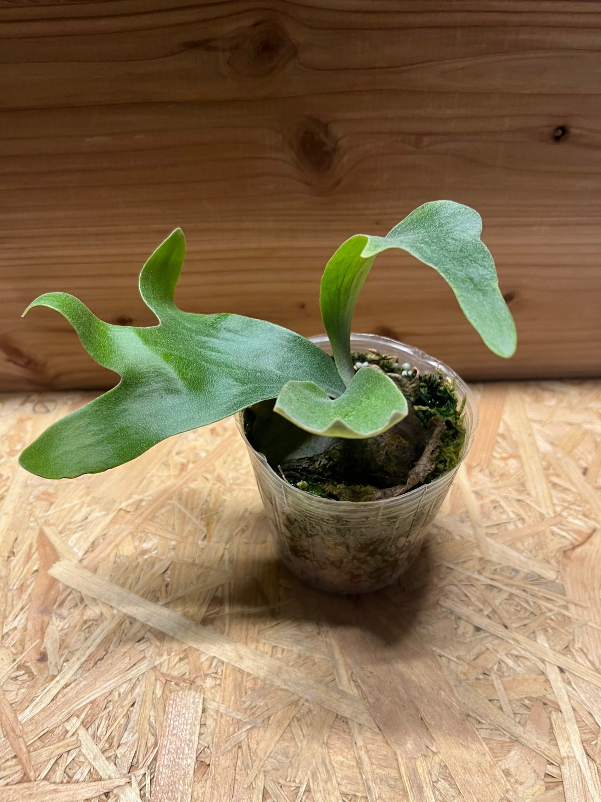 ビカクシダ ヒリー マグニフィセント | GREEN LUCK