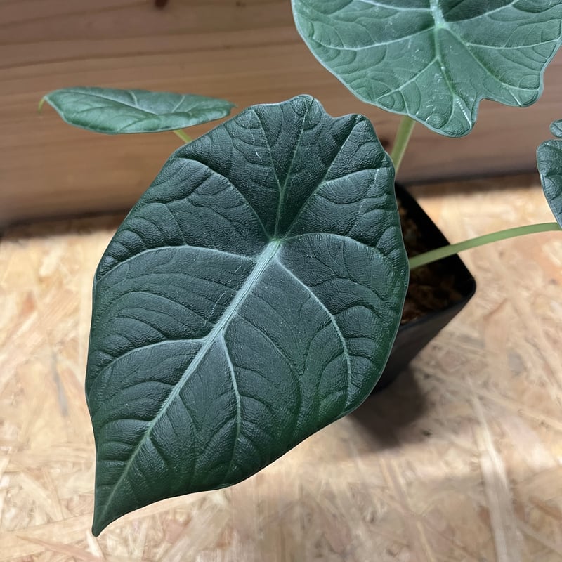 アロカシア4種（ノビリス／ドラゴンムーン／メタリックブルー／コラゾン）21希少 アロカシア ドラゴンムーン | GREEN LUCK