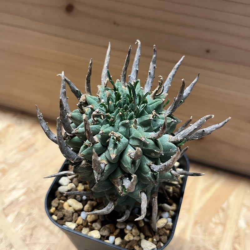 ユーフォルビア スエコランディ 闘牛角 | GREEN LUCK