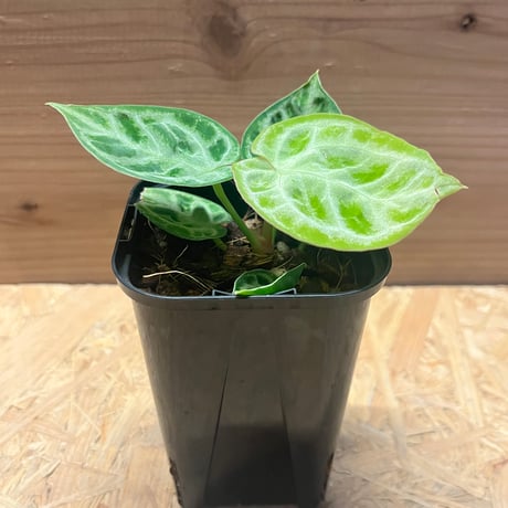 アンスリウム | STORES