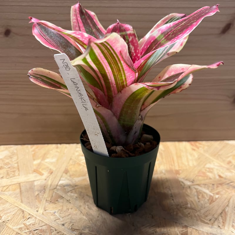 ネオレゲリア ラナキラ | GREEN LUCK