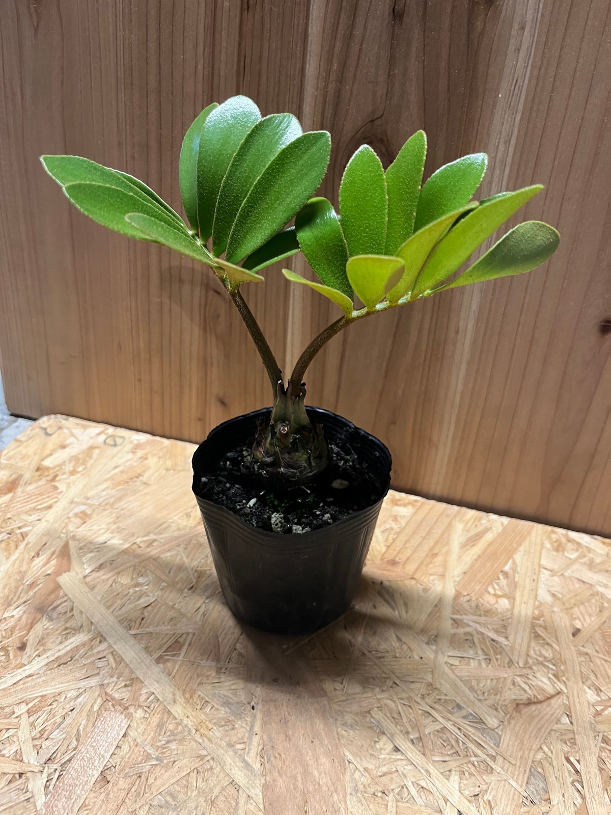 ザミア フルフラセア | GREEN LUCK