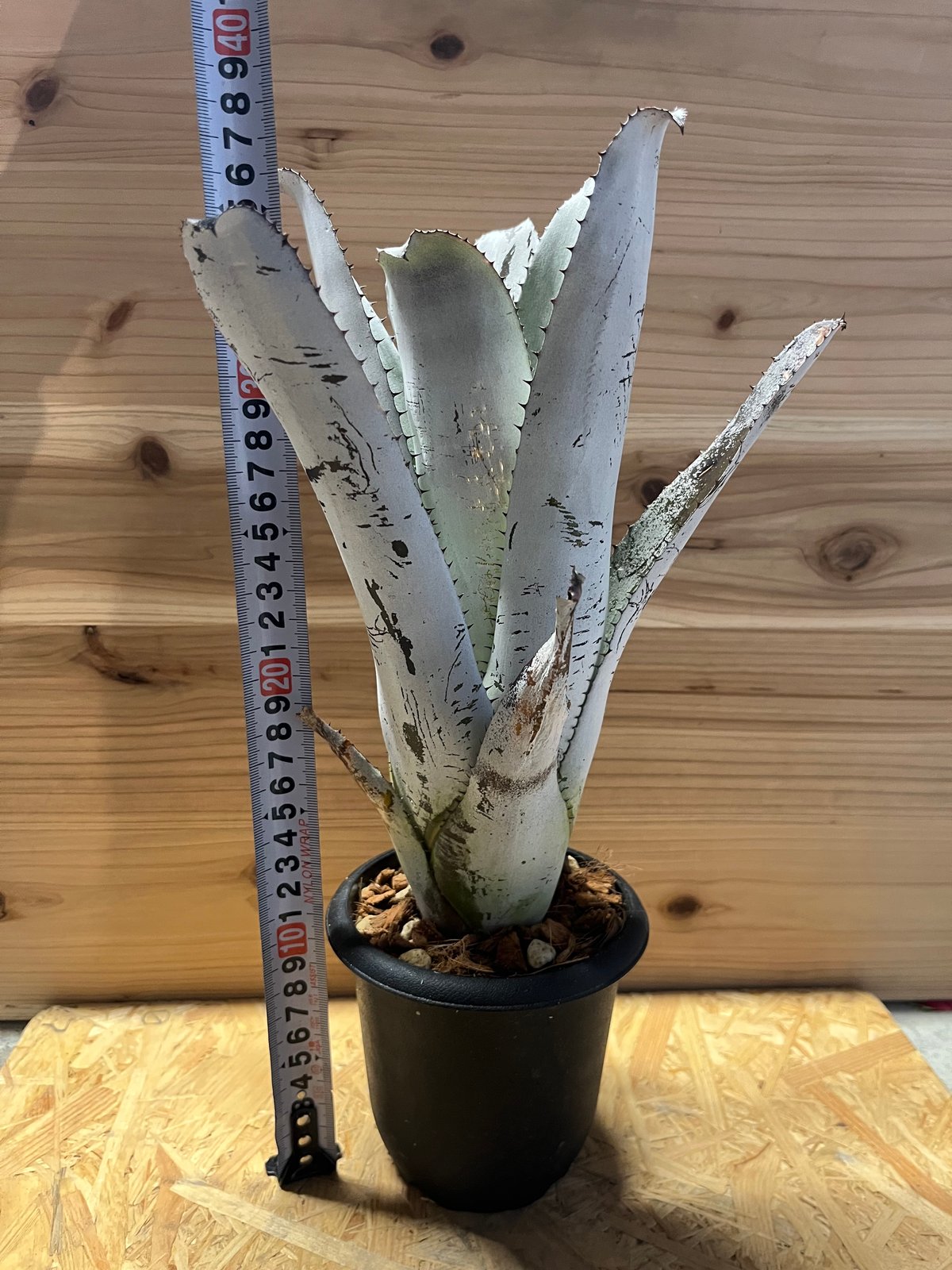 Tillandsia loliacea Argentina wild 速達発送 Tillandsia loliacea wild Argentina 速達発送 【公式通販】