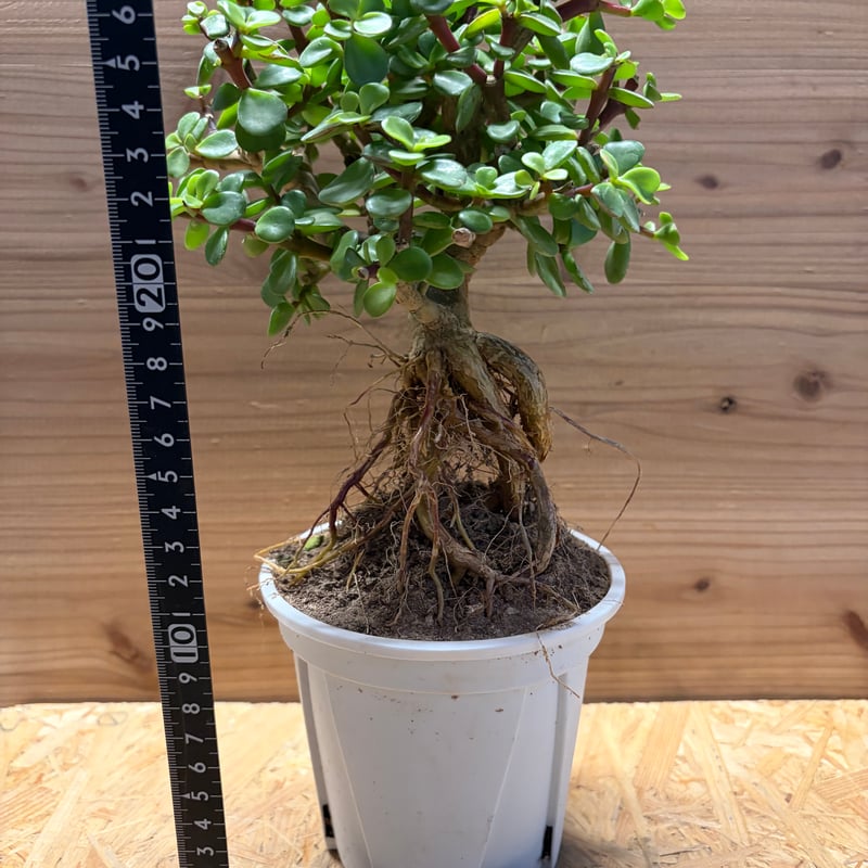 ポーチュラカリア アフラ | GREEN LUCK