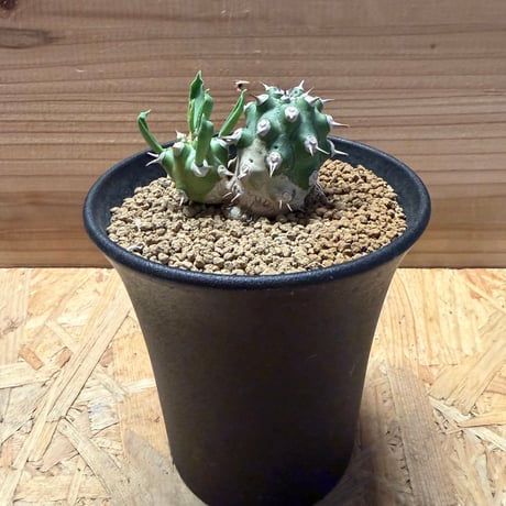 ユーフォルビア | STORES