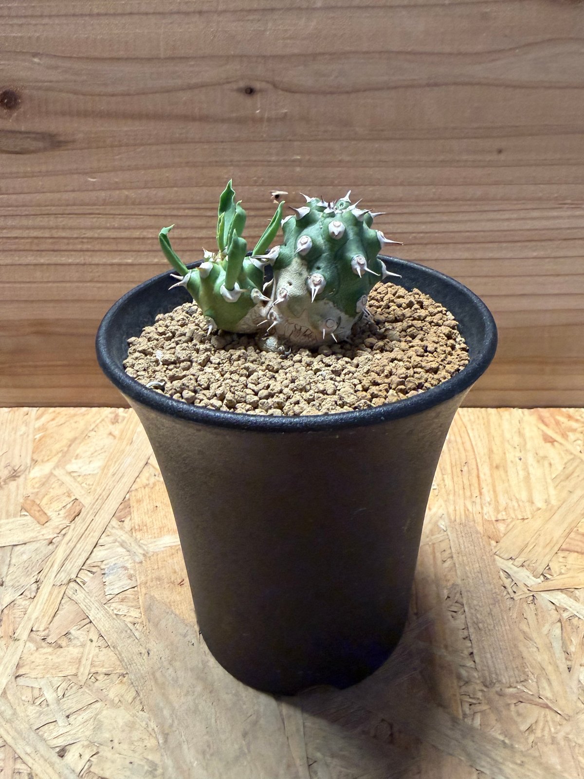 ユーフォルビア　トム　TOM 珍品】Euphorbia Euphorbia cv. Tom / ユーフォルビア・トム 【公式通販】