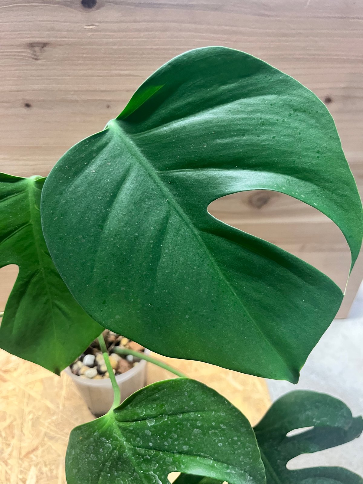 モンステラ デリシオーサvar.シエラナ | GREEN LUCK