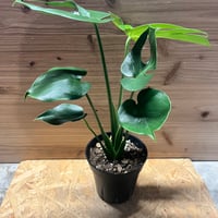 マルチネス ピニョンマツ | GREEN LUCK