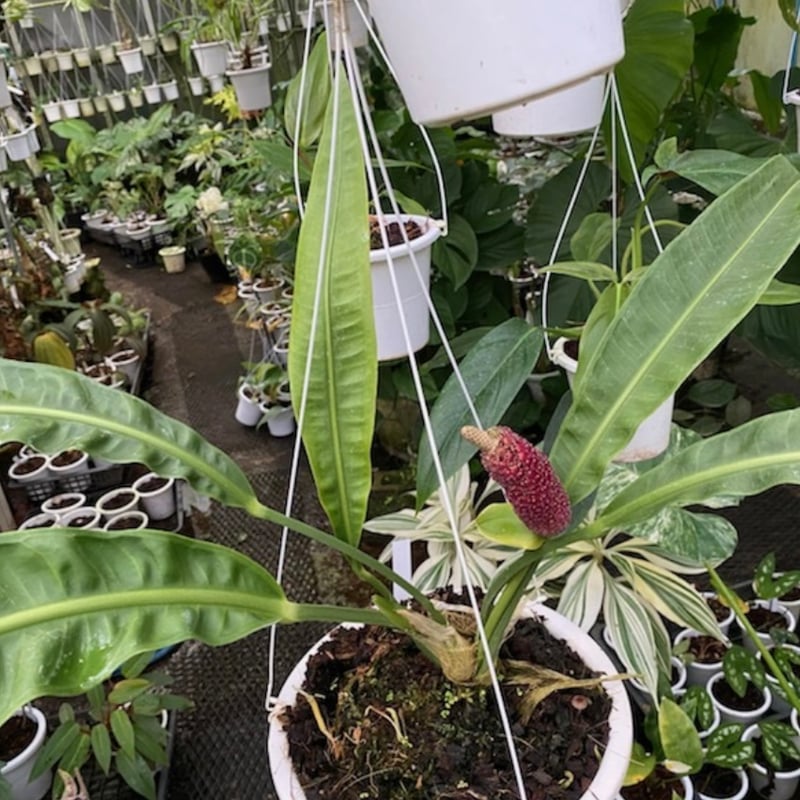 アンスリウム spモロナ アンスリウム sp.モロナ | GREEN LUCK