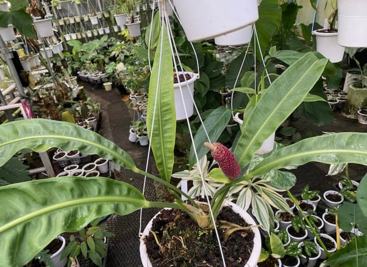 アンスリウム sp.モロナ | GREEN LUCK