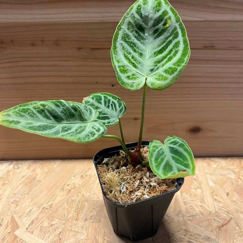 アンスリウム クリスタリナム シルバー強め選抜 | GREEN LUCK