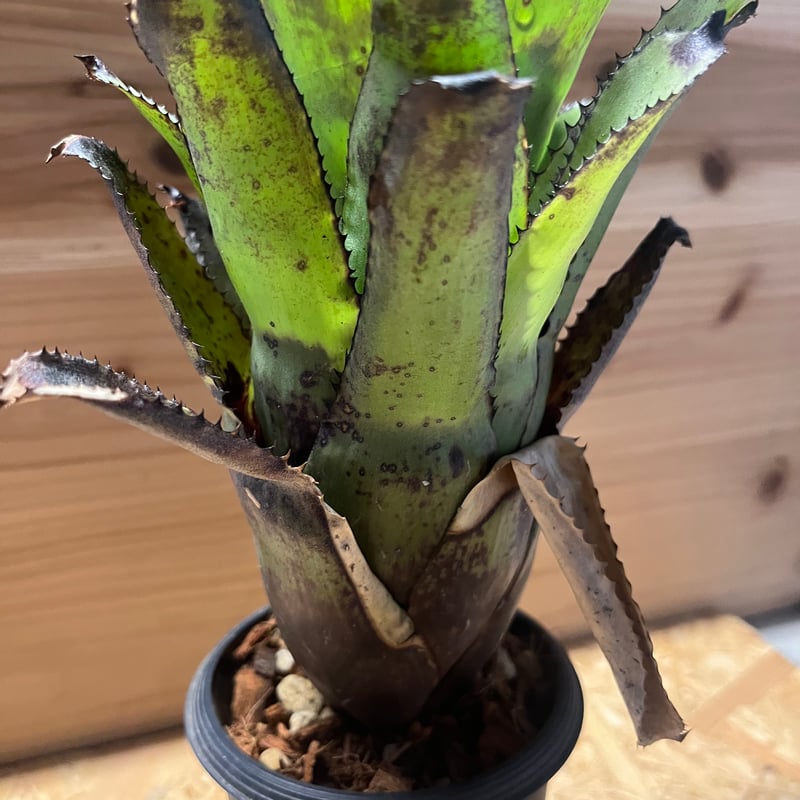 カニストラム フレア | GREEN LUCK