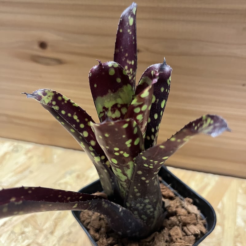 ネオレゲリア ドミノ | GREEN LUCK