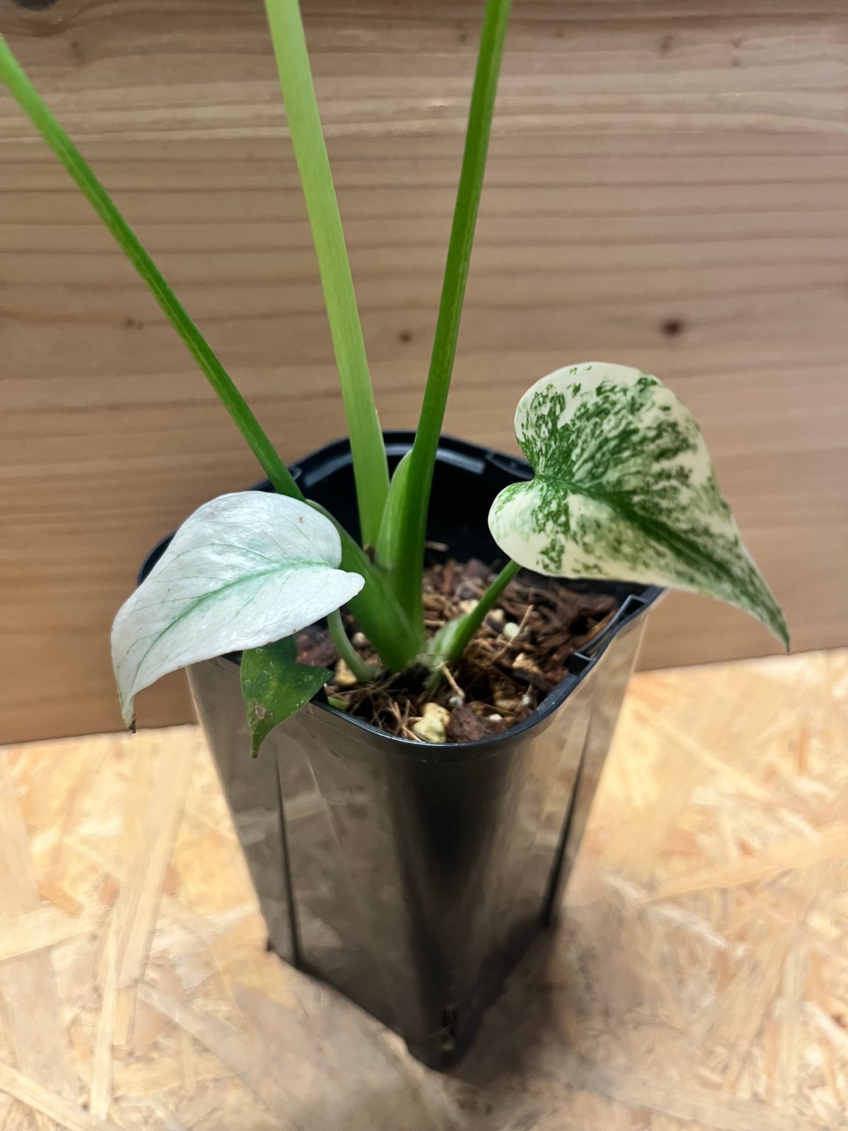 モンステラ デリシオーサ ホワイトモンスター | GREEN LUCK