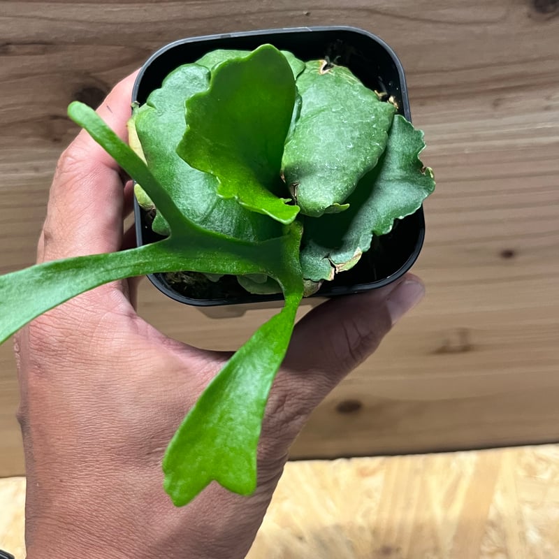 写真追加　キッチャクードthin ビカクシダ ビカクシダ キッチャクード シンリーフ Platycerium Kitshakood